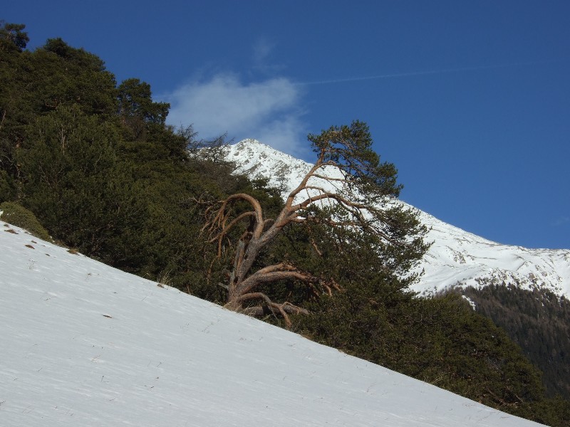 Pinus cfr. sylvestris